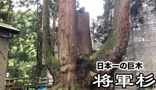 聖徳太子の時代から自生する日本一の巨木「将軍杉」は新潟県屈指のパワースポット！