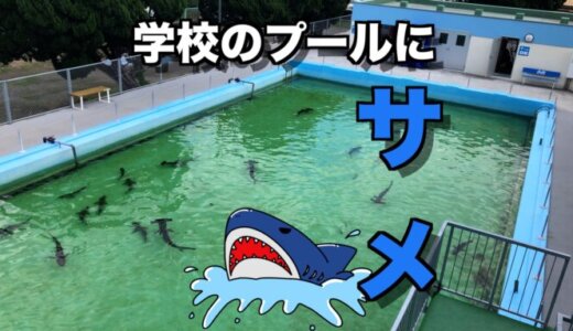 プールにサメがいる⁉︎小学校を水族館にしちゃった【むろと廃校水族館】
