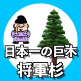 聖徳太子の時代から自生する日本一の巨木「将軍杉」は新潟県屈指のパワースポット！